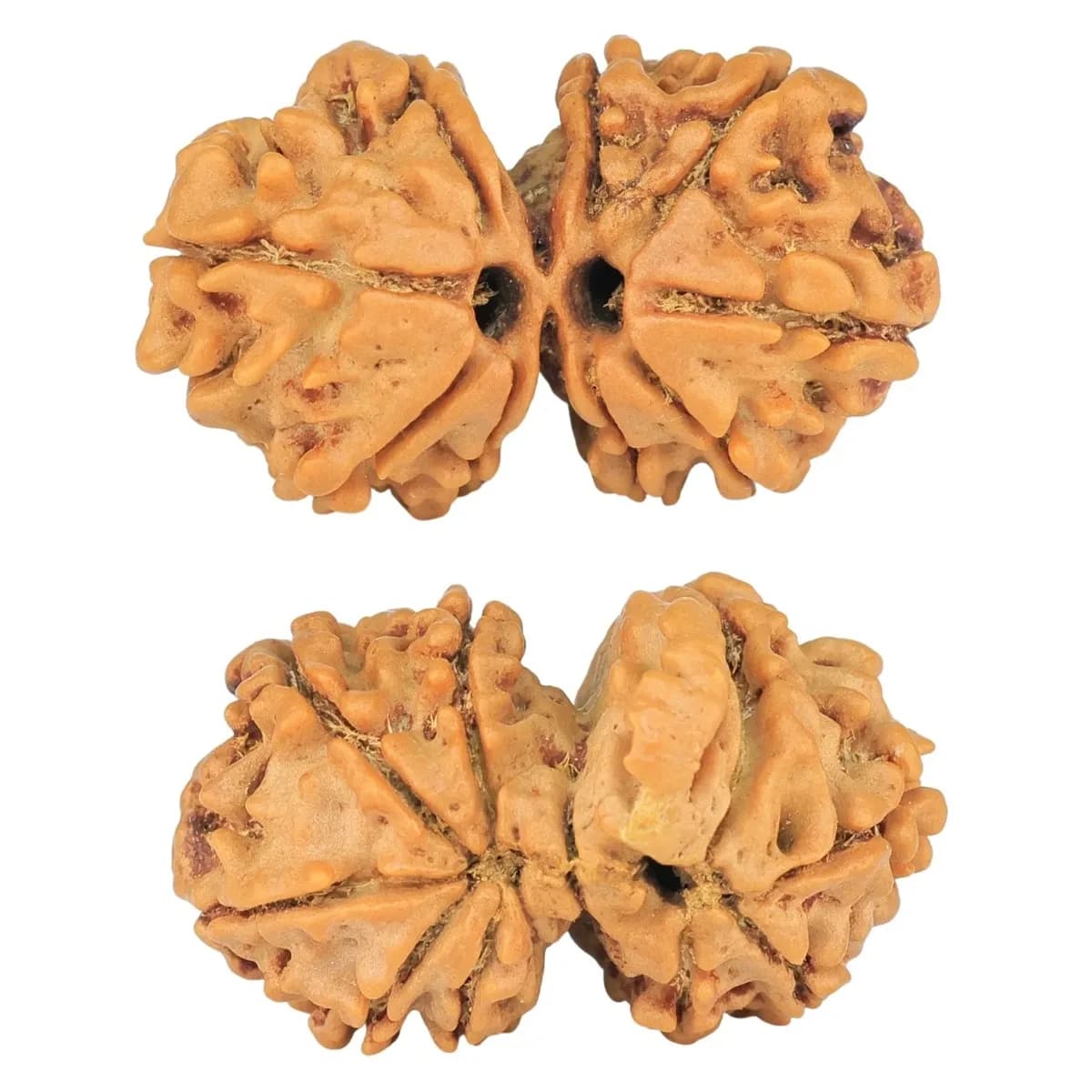 Gauri Shankar Rudraksha, Rudraksha