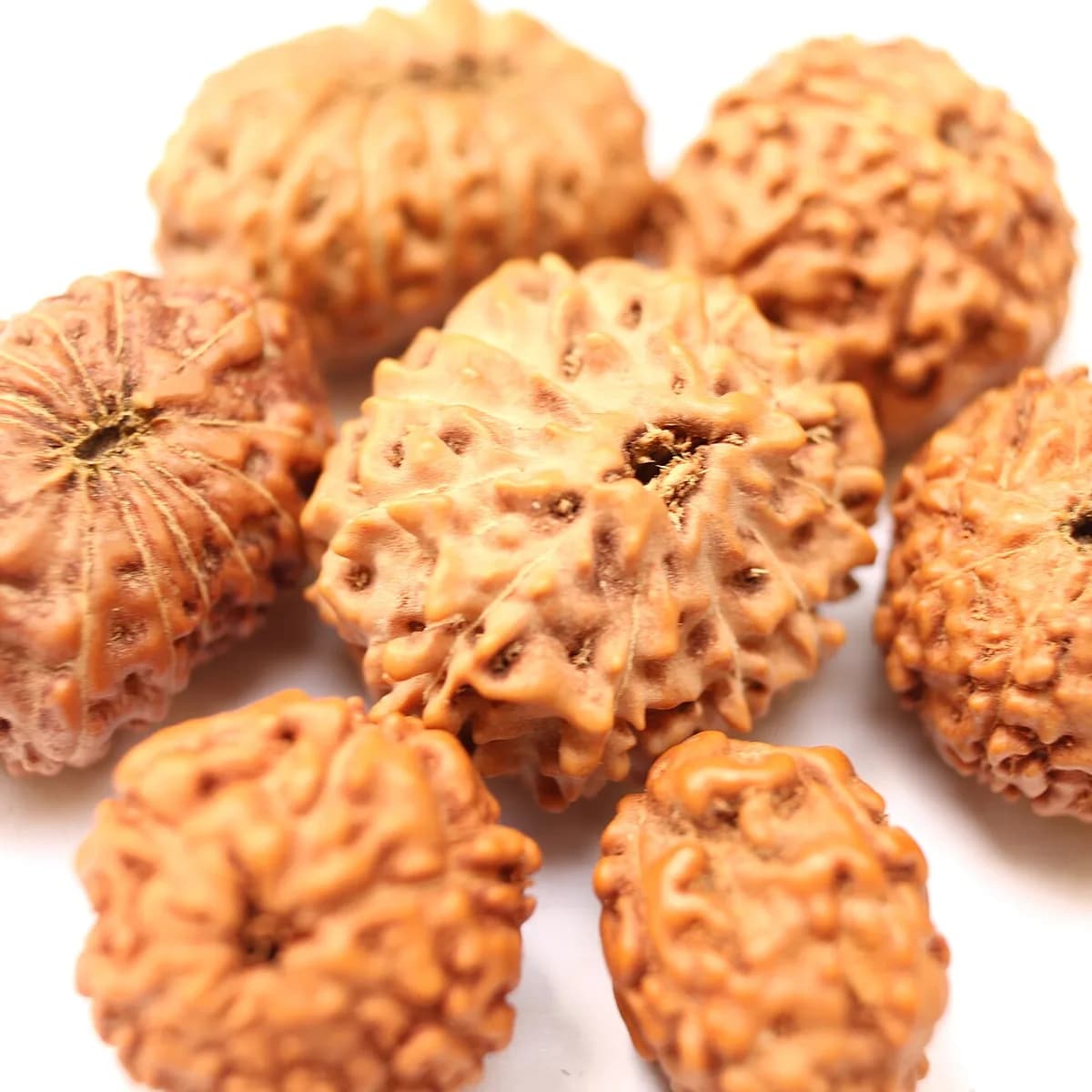 5 Mukhi Rudraksha, Rudraksha